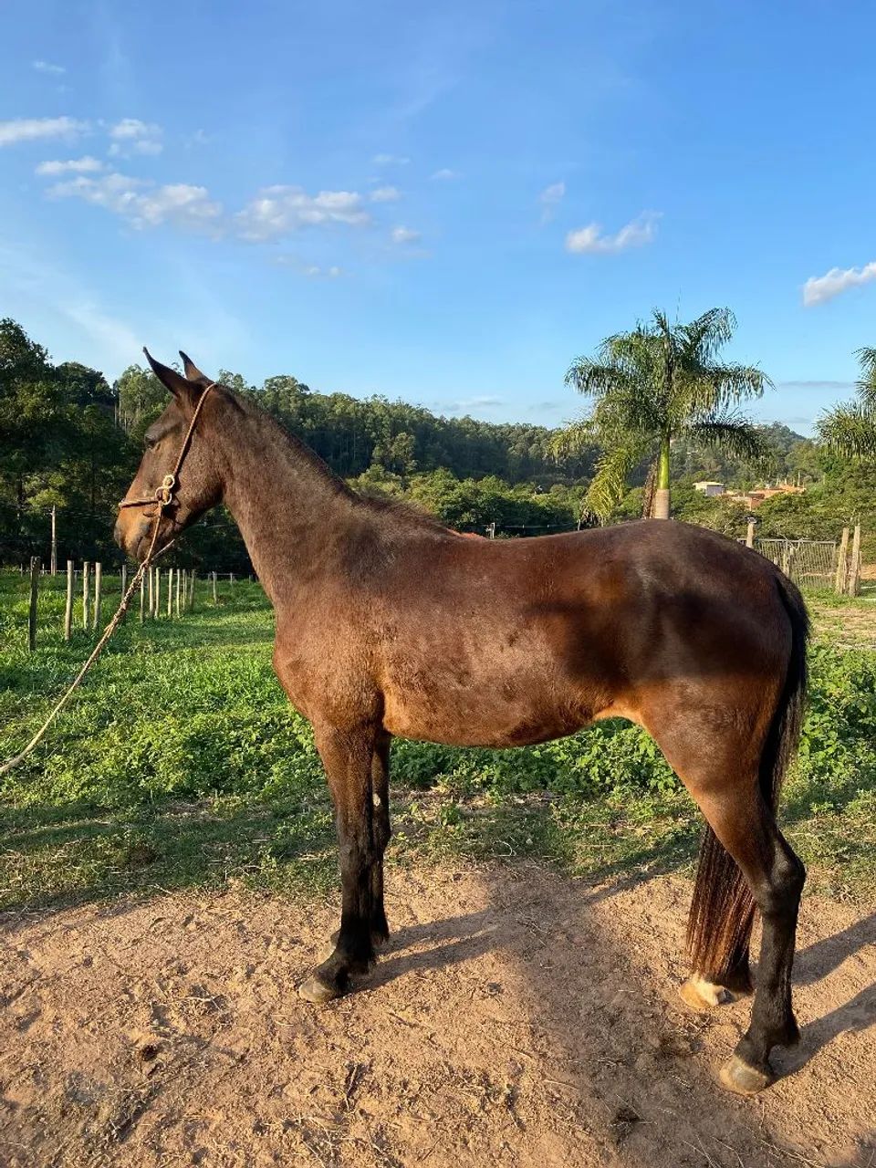 POTRA LUXO (marcha picada) - Foto 3