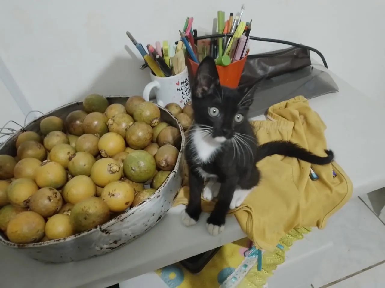 Gatinho macho - Foto 5