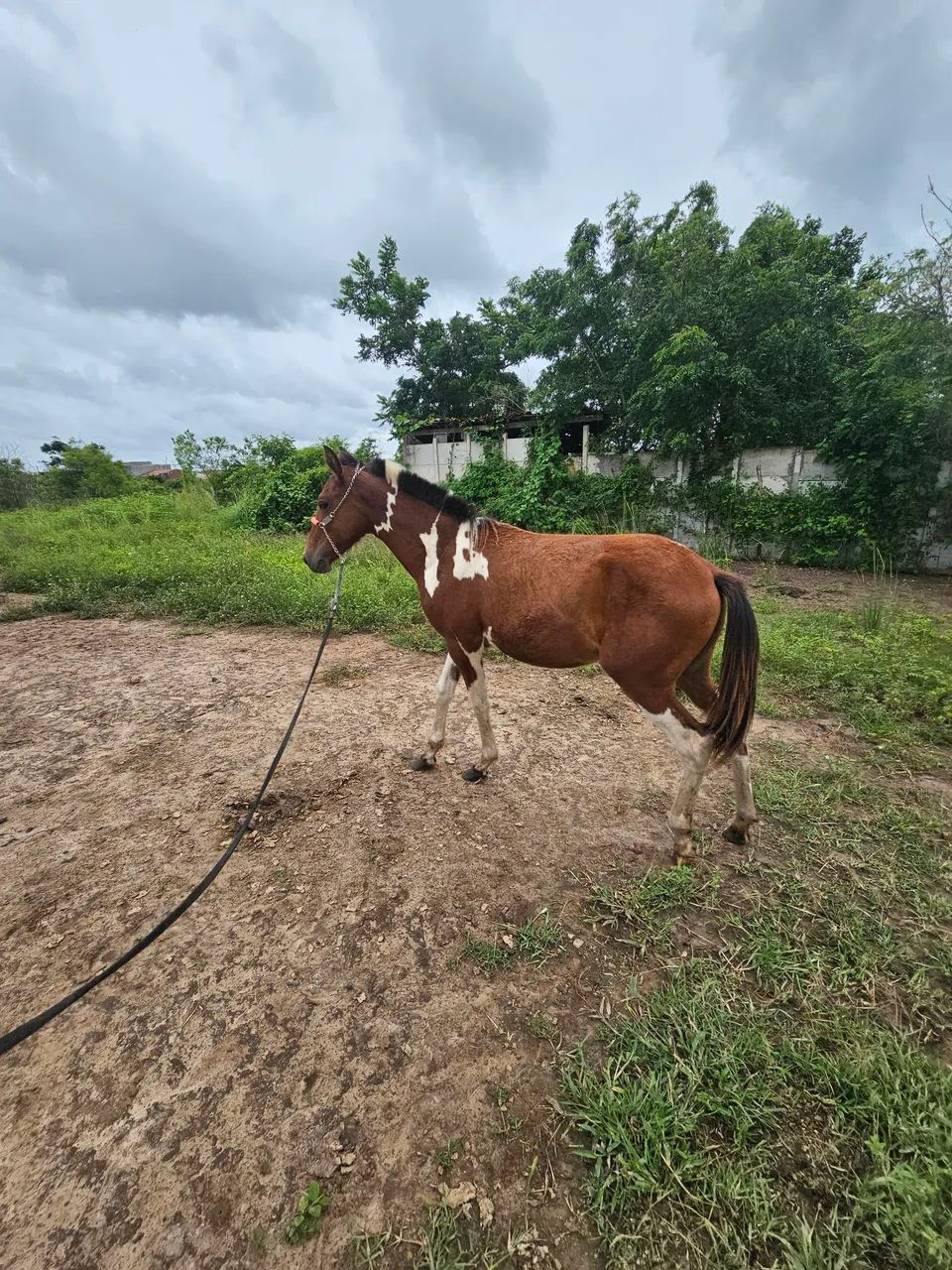 Potra mangalarga MM - Foto 4