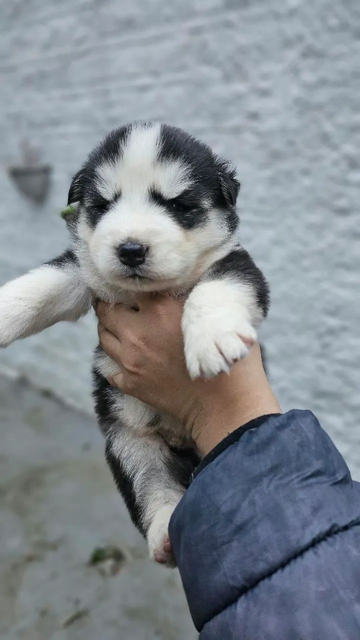 Filhotes de husky 