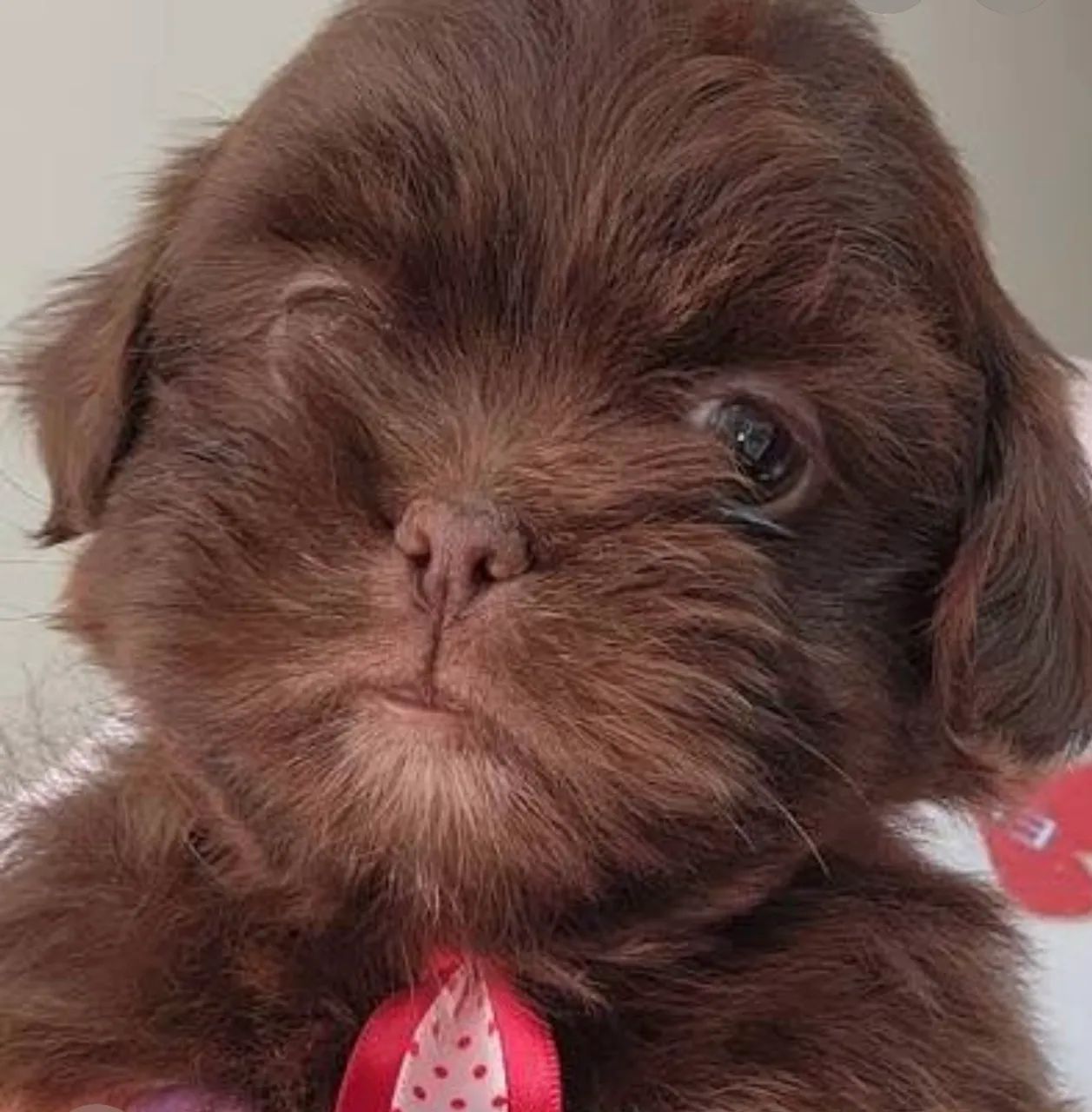 Lhasa apso disponível