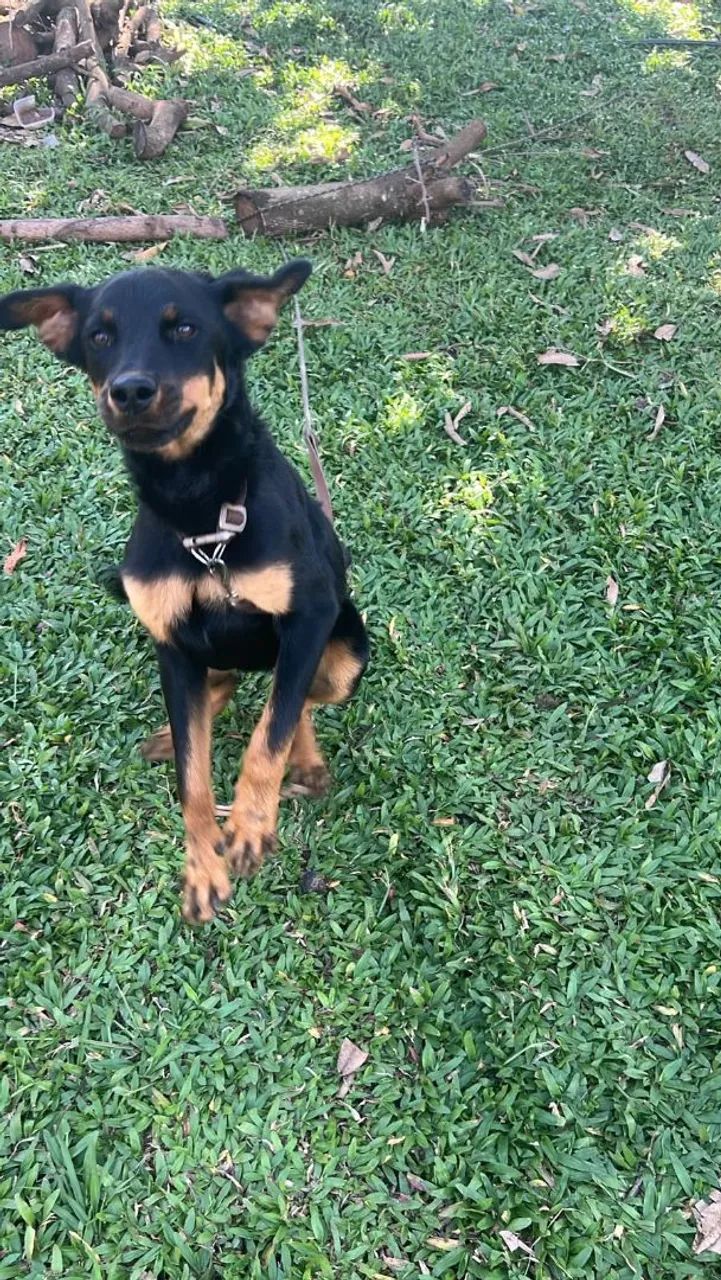 Rottweiler alemão com 7 meses 