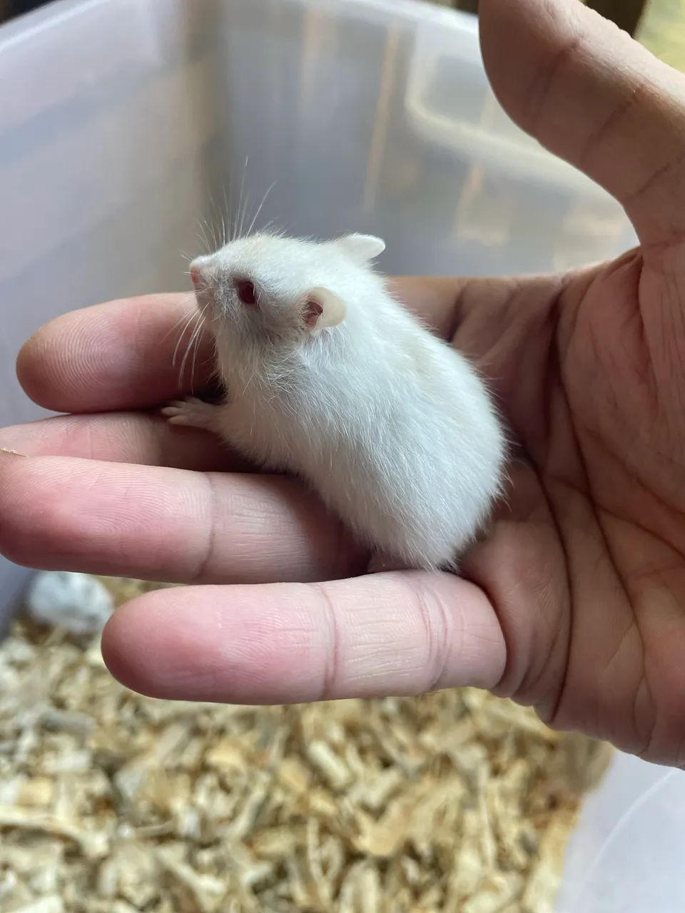 Hamster filhotes - Foto 2
