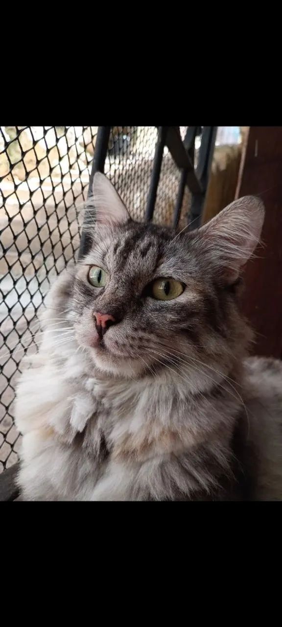 GATA FÊMEA CASTRADA - RACIADA - Foto 4