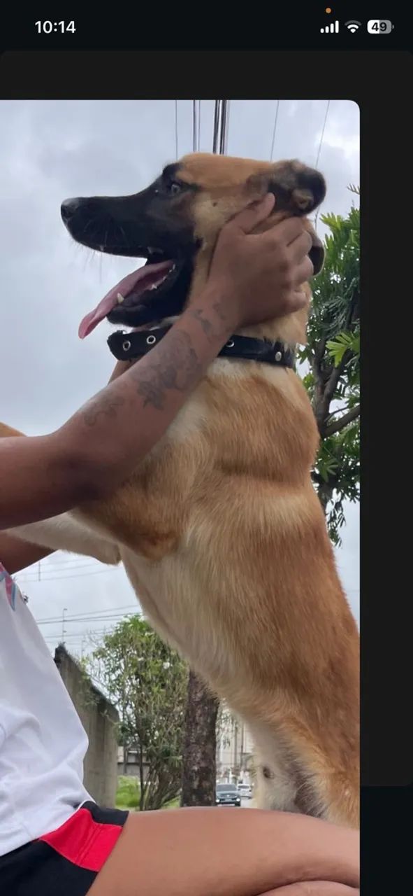 CACHORRO PRA ADOÇÃO  - Foto 2