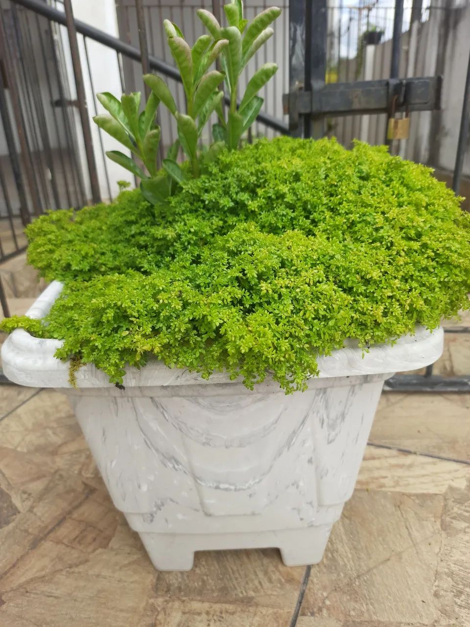 Vaso de Plantas - Foto 2