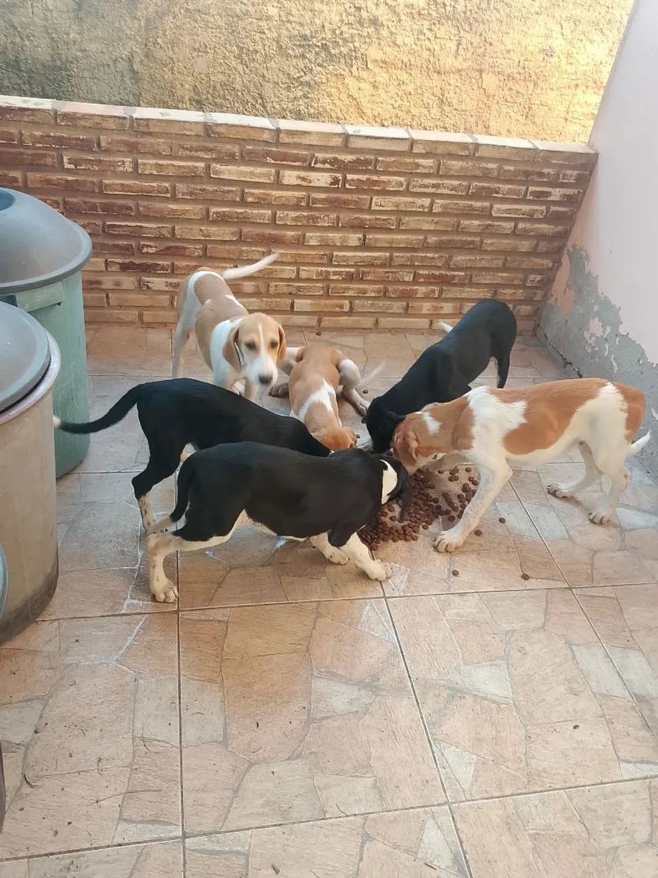 dog alemão - Foto 2