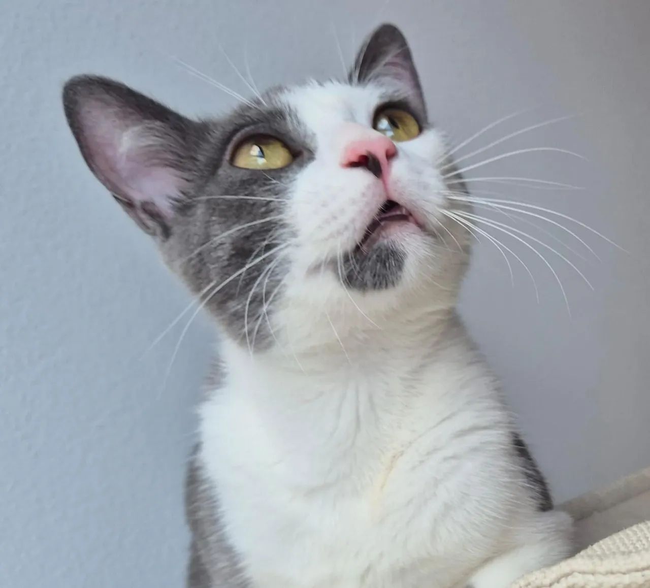 Gato perdido - Foto 3