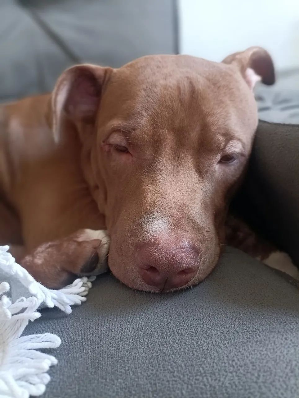 Pet - Foto 2