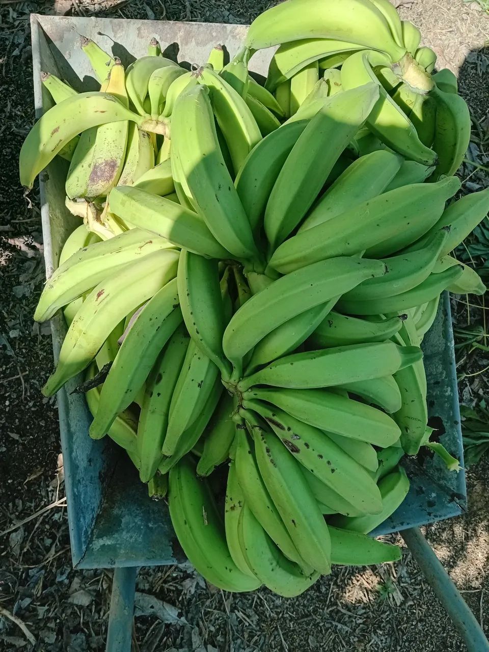 Venda de produtos rurais