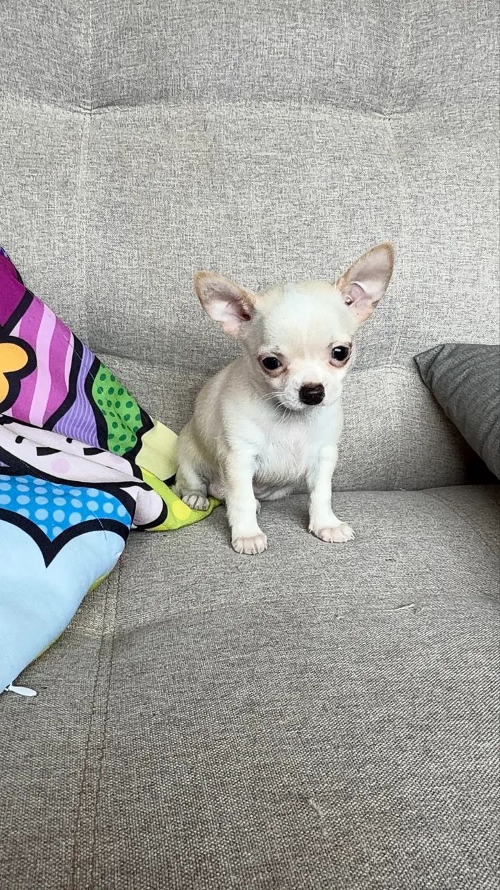 Chihuahua  - Foto 5