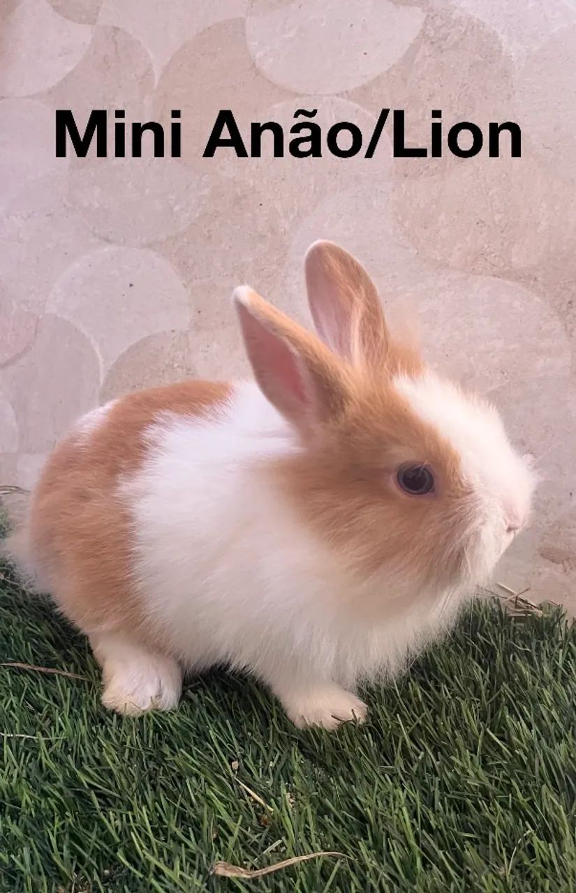 Mini coelhos  - Foto 2