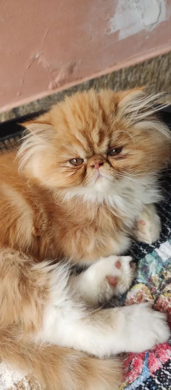 gato persa - Foto 2