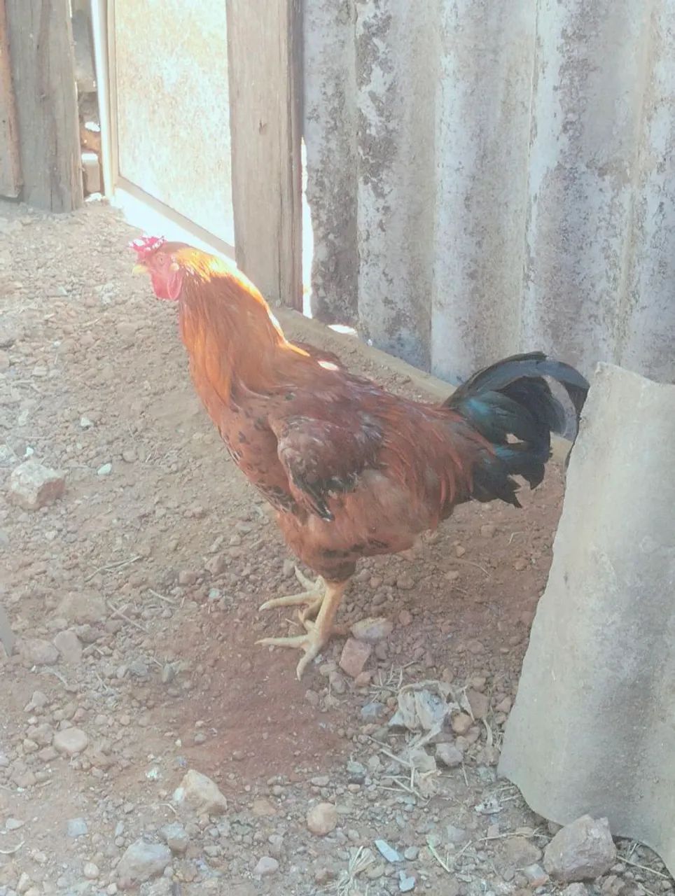 Galinha caipira e pato  - Foto 5