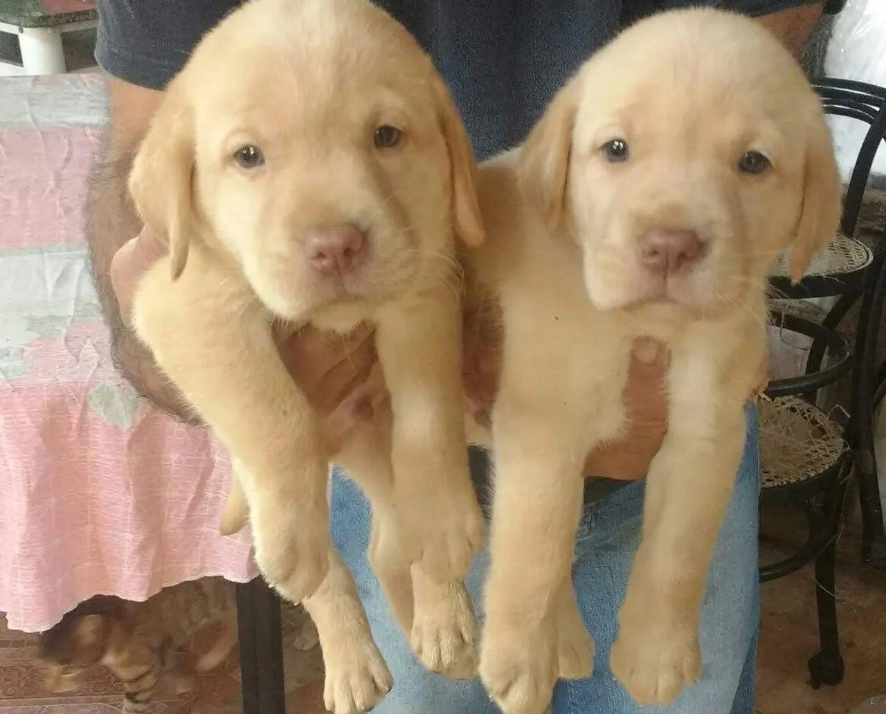 Labrador creme disponíveil 