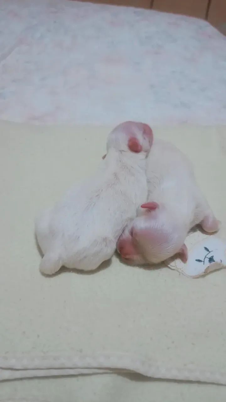 Filhote malt ês raça pura - Foto 2