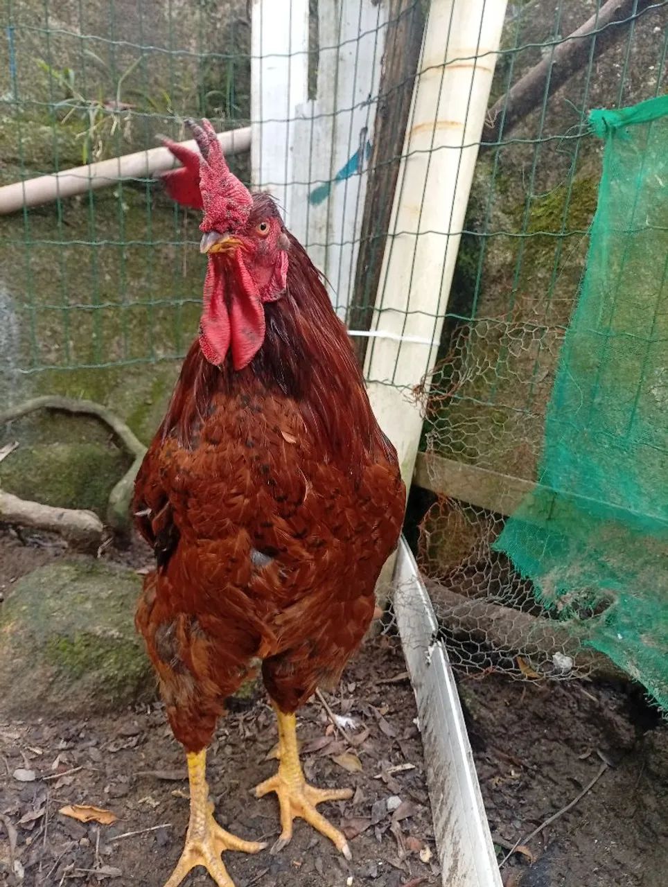 Vendo 1  frango GSB  puro - Foto 3