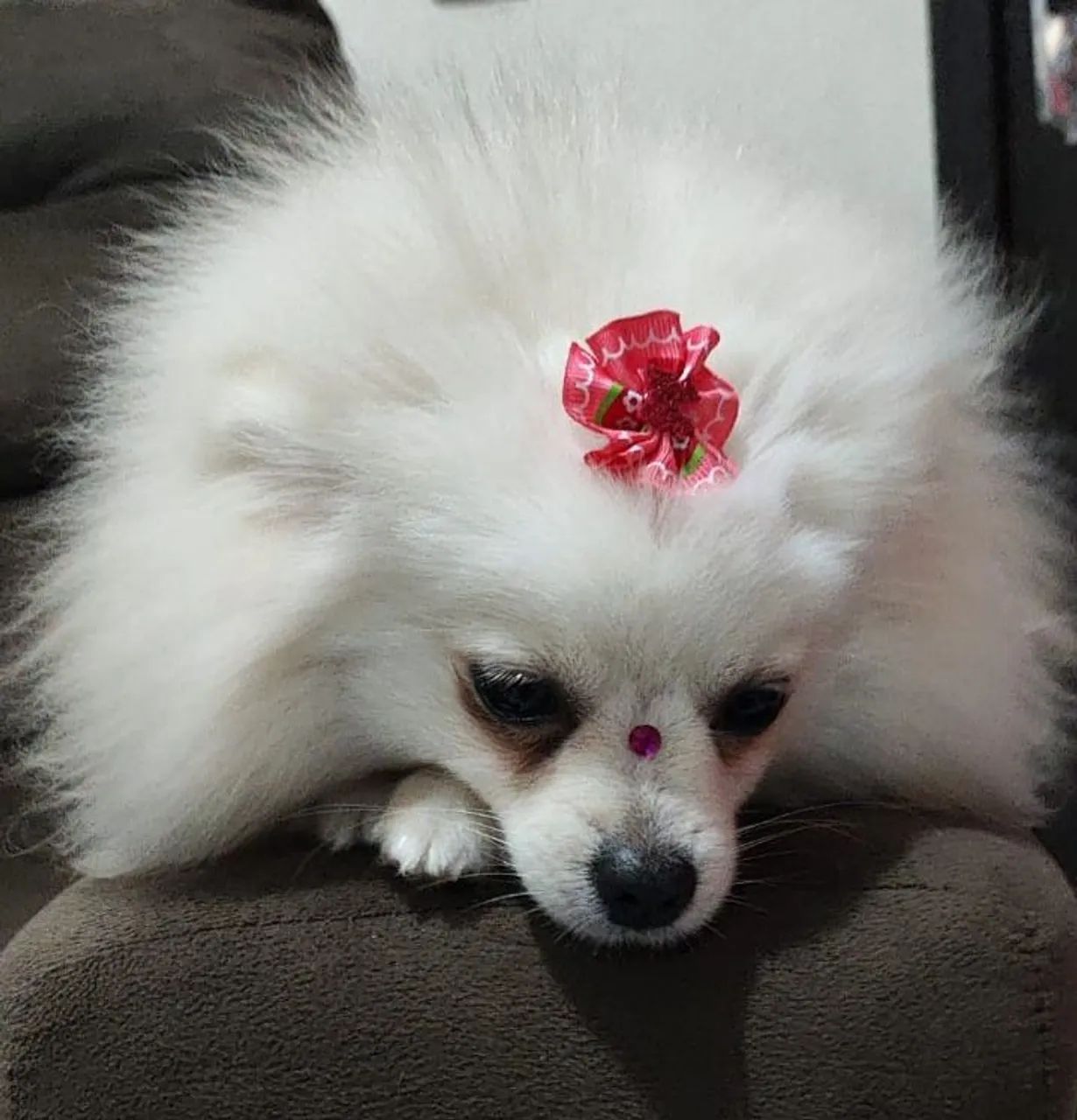 Spitz alemão/lulu da Pomerânia  - Foto 5
