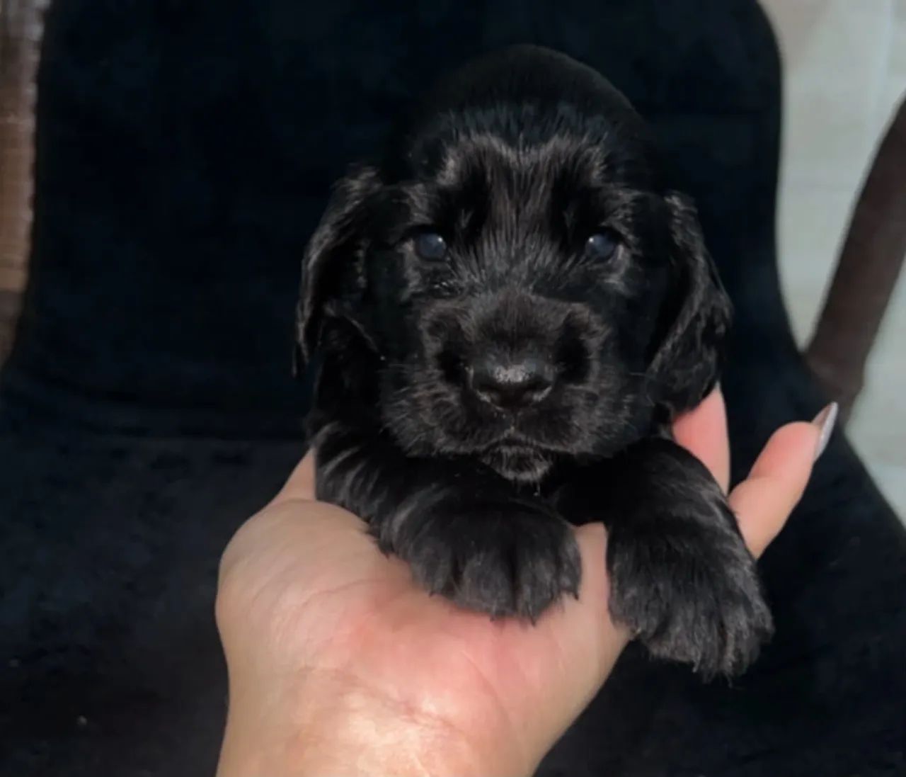 Filhotes machos de Cocker Spaniel  - Foto 3