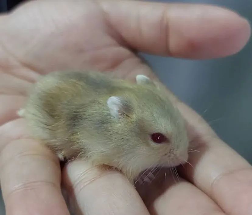 Hamster anão  - Foto 3