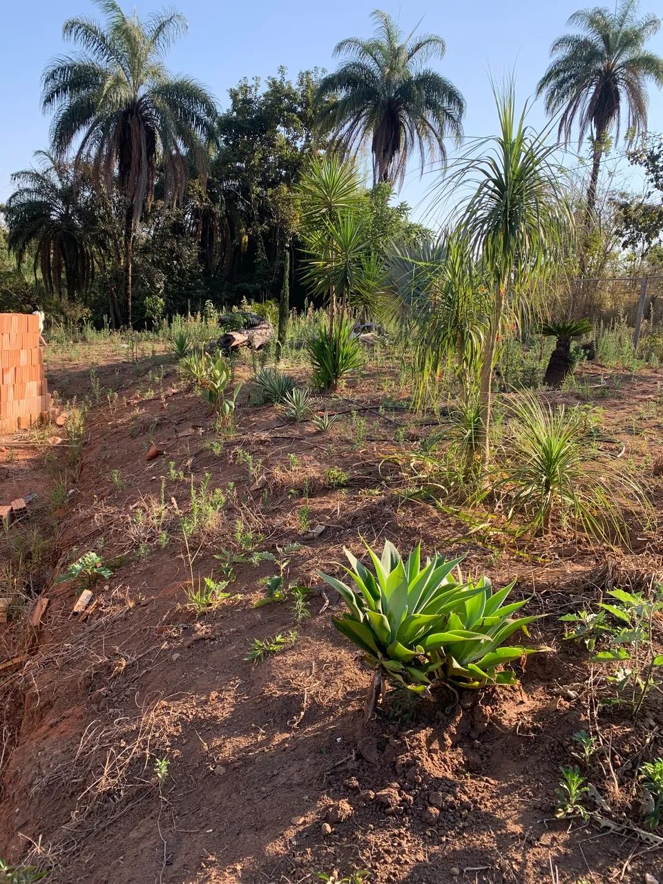 vendo chácara em Itauna município dos angicos  - Foto 4