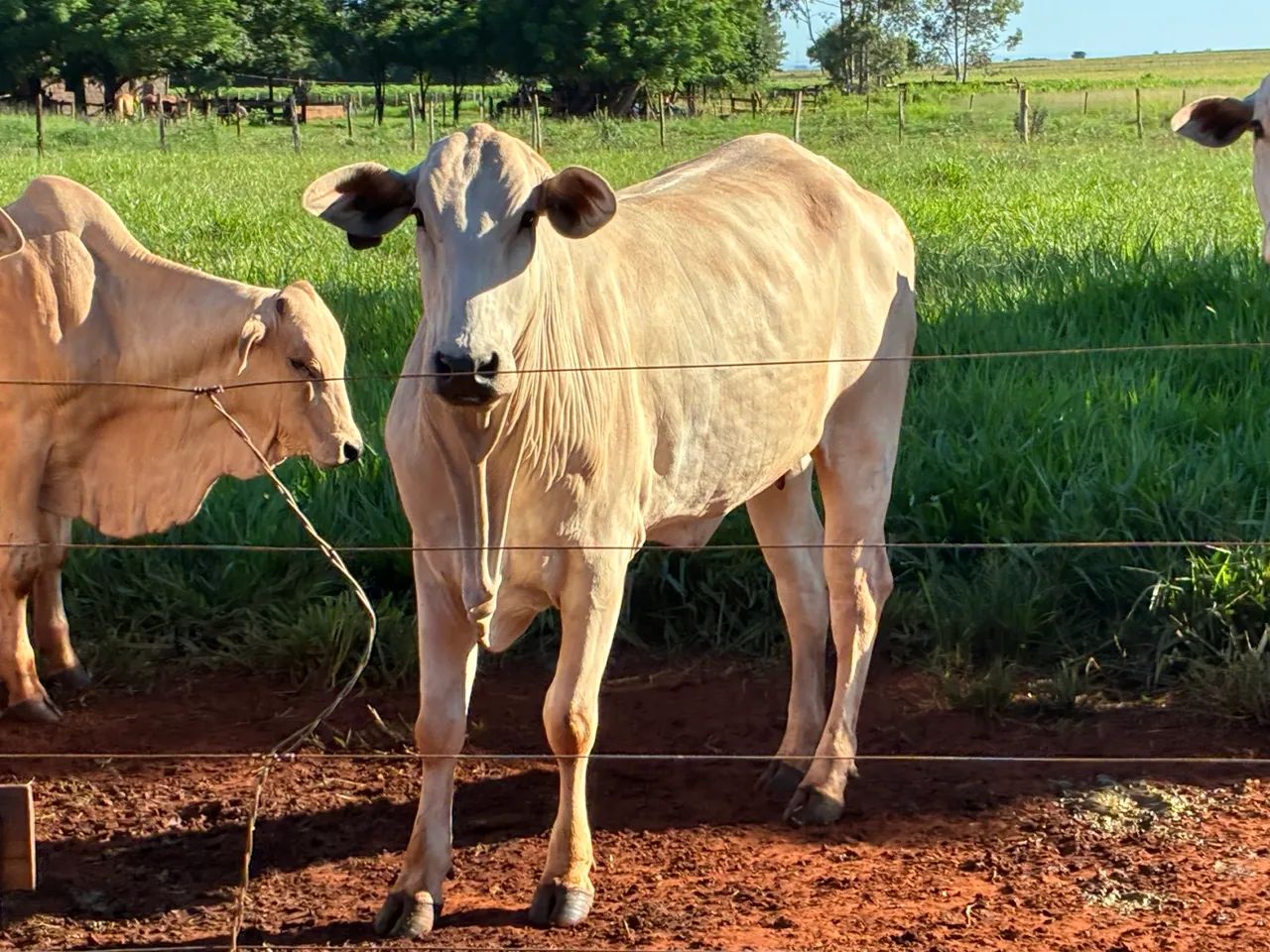 Gado Nelore PO venda  - Foto 4