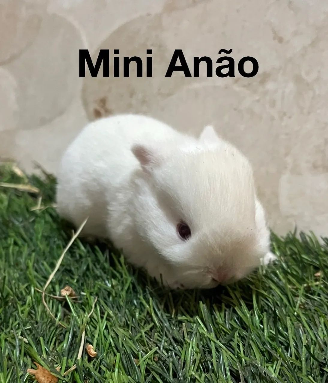 Mini coelhos 