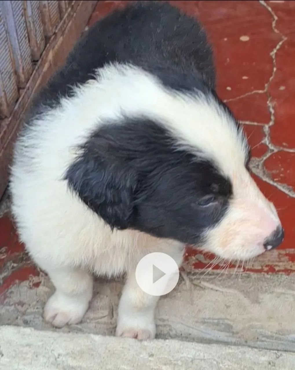 Boder collie