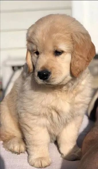 Golden retriever  - Foto 3