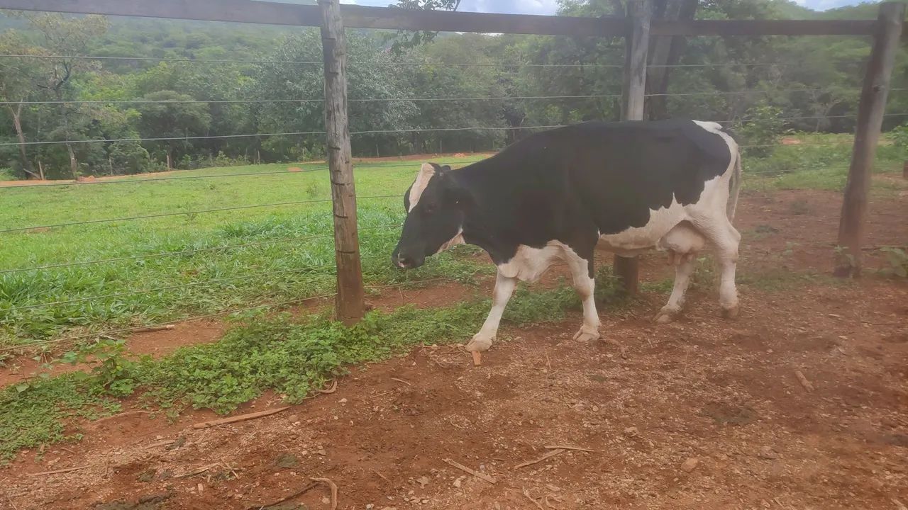 Vacas Girolandas - Foto 2