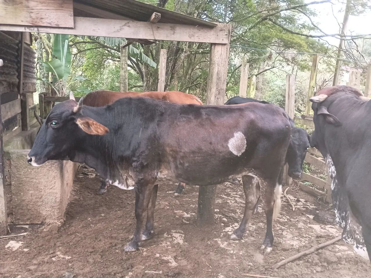 Vacas  - Foto 3