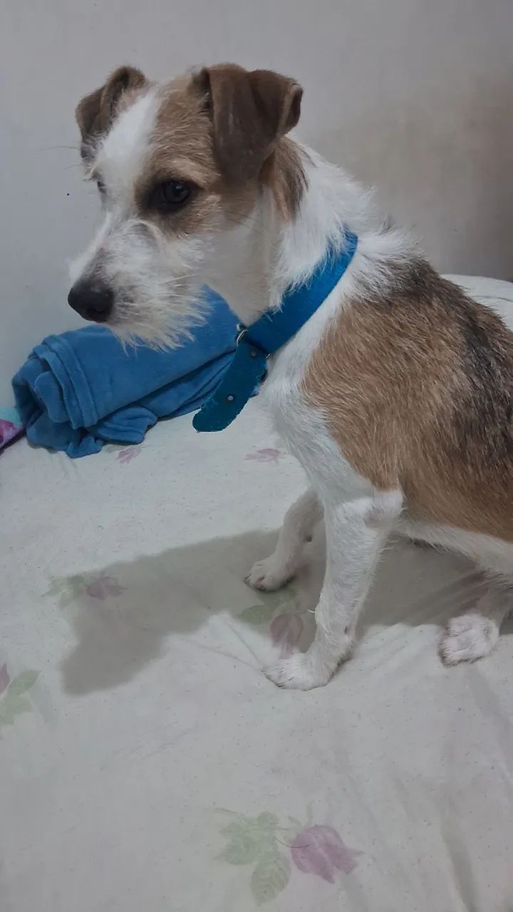Adoção responsável (urgente) - Foto 3