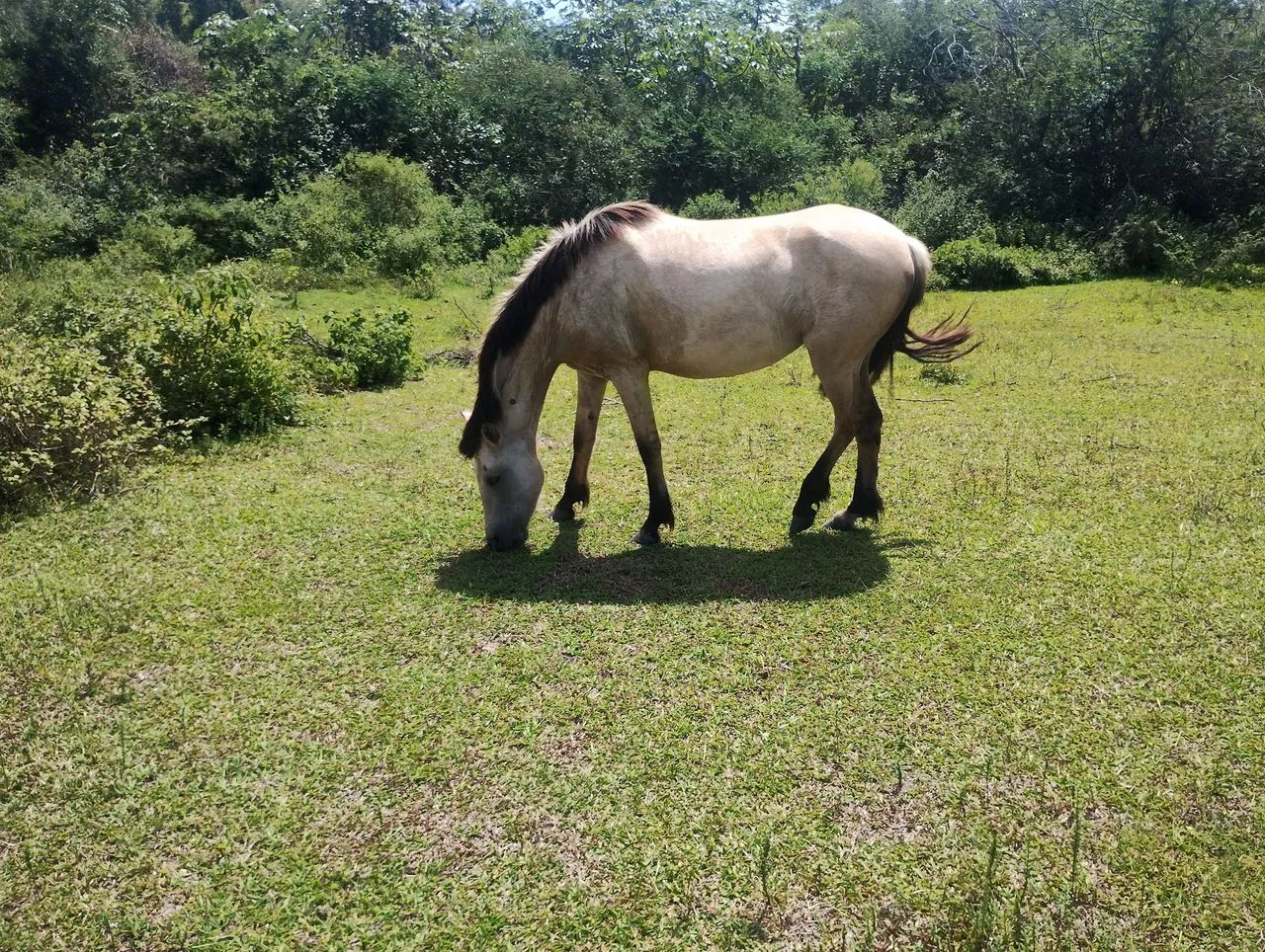 Cavalos puros de origem a venda - Foto 2