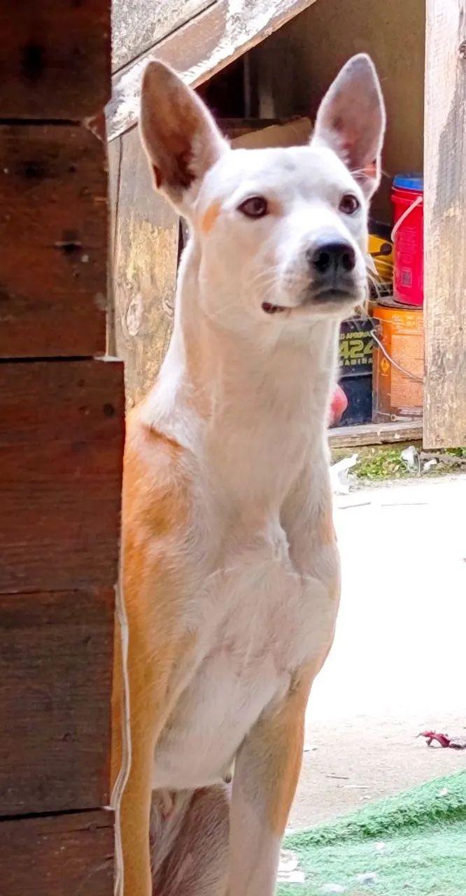 Doação d cachorro  - Foto 3