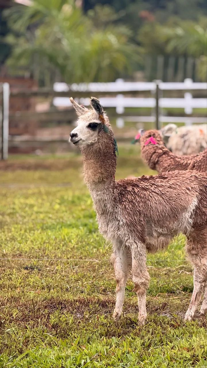 Lhamas - Camelídeos -  - Foto 3