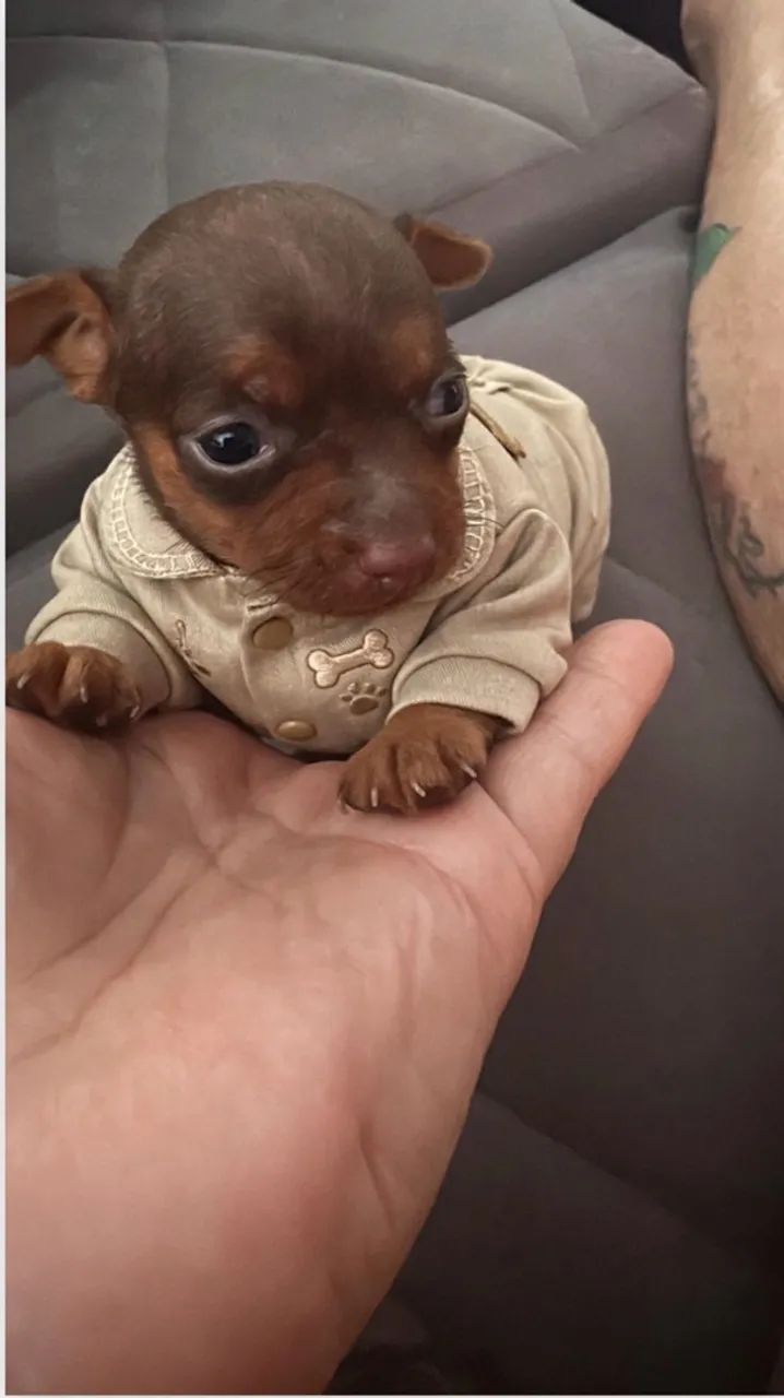 Pinscher 0 - Foto 2