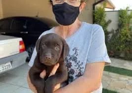 Labrador Alegria compartilhada é alegria multiplicada.