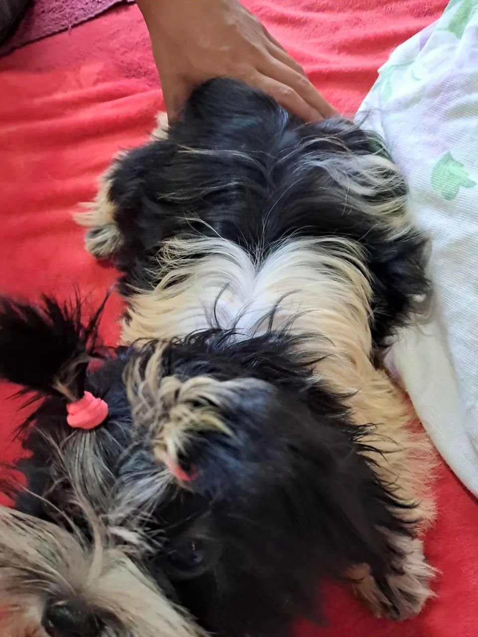 Shih tzu fêmea  - Foto 4
