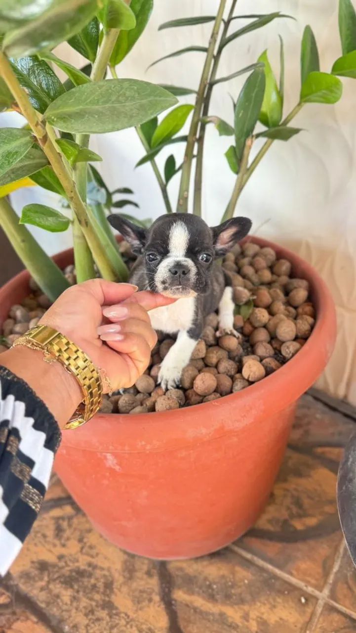Bulldog francês 