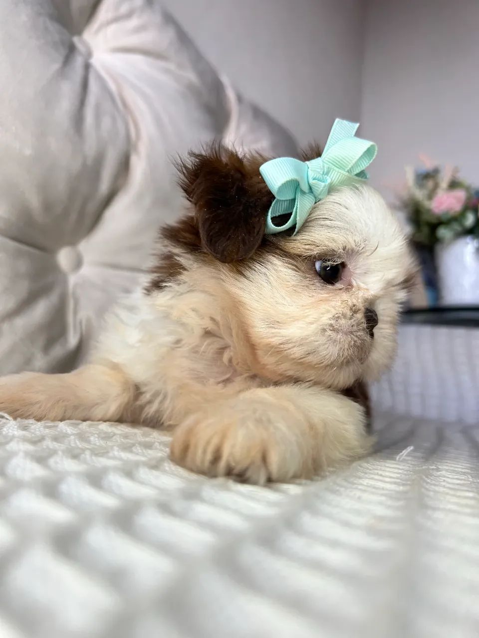 Shihtzu  - Foto 3
