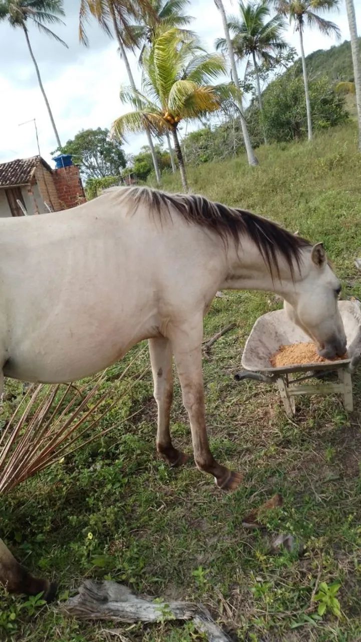 Pra vender os dois  - Foto 4