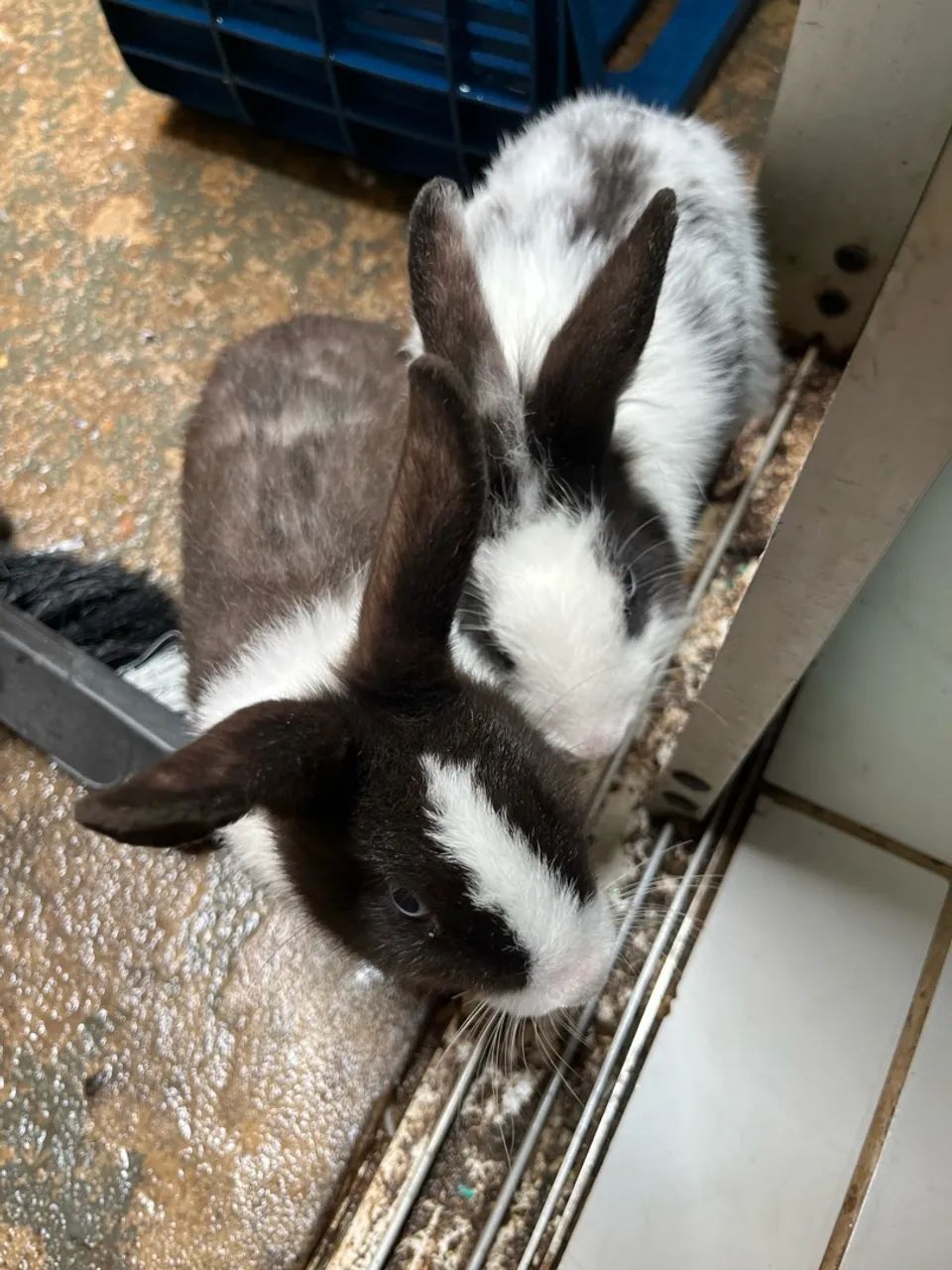 Coelhos machos  - Foto 2
