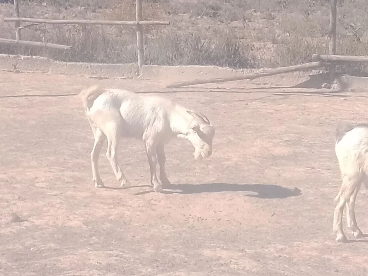 Vende_se cabrito  - Foto 2