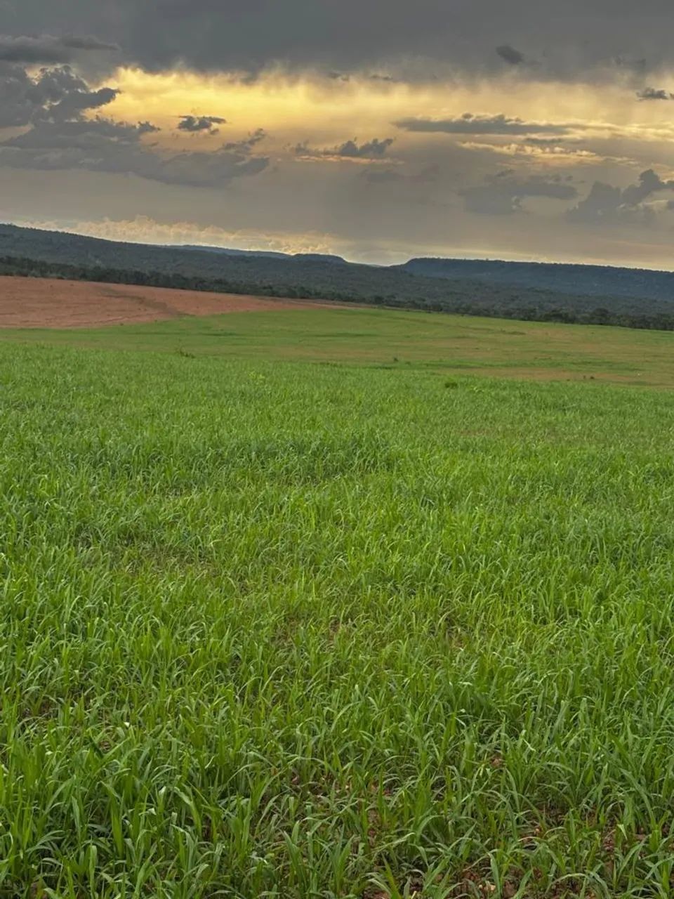 Fazenda 2700 hectares  - Foto 2
