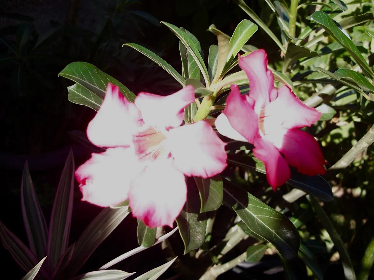 Fujifilm digital camera, 14 megapixels432957729728122885