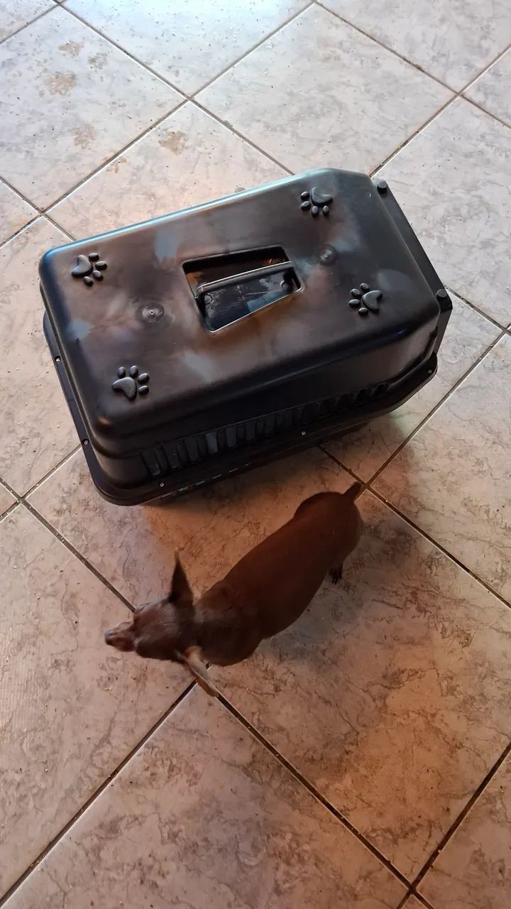 Caixa de transporte para pet - Foto 5