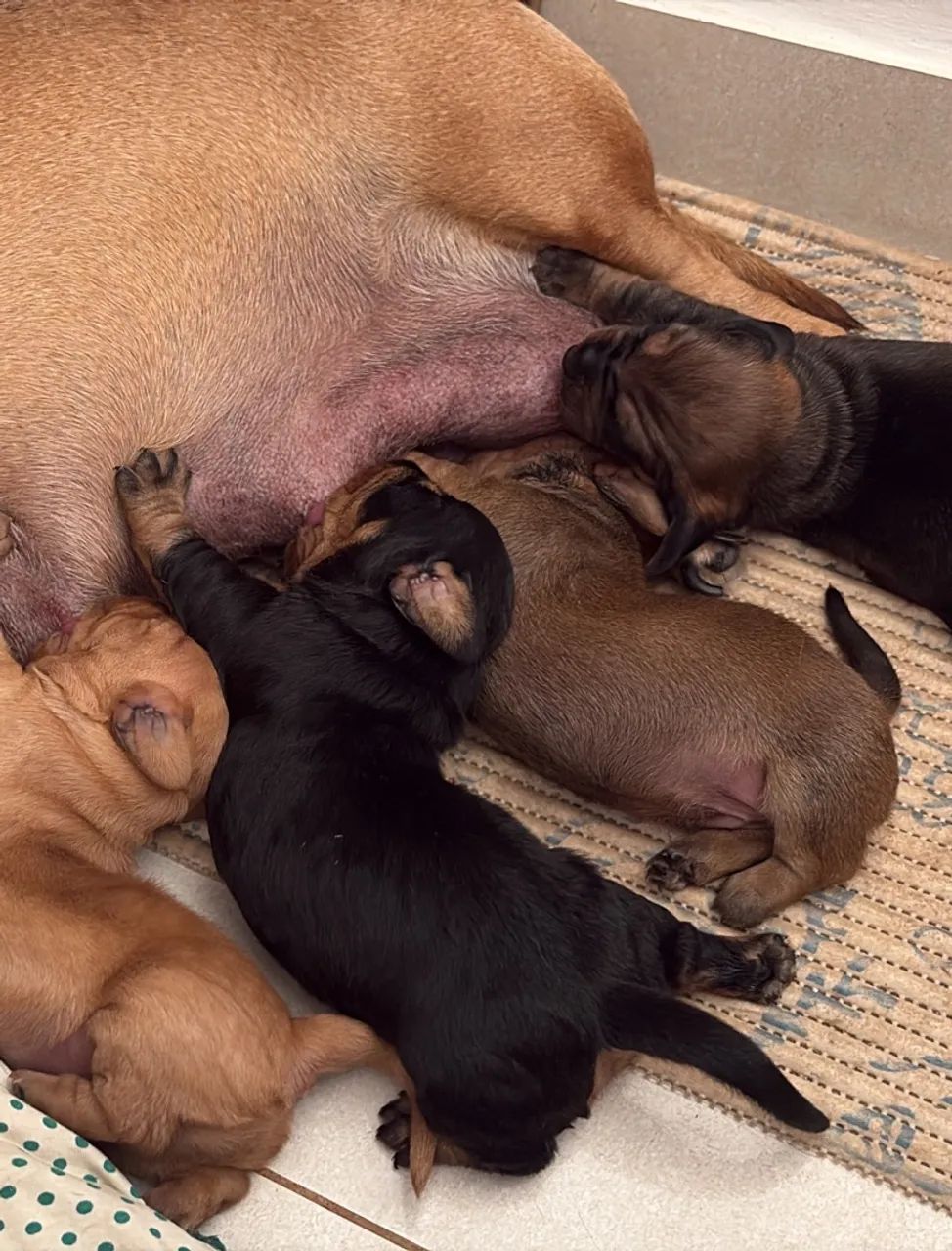 Dachshund ? salsicha ? - Foto 2