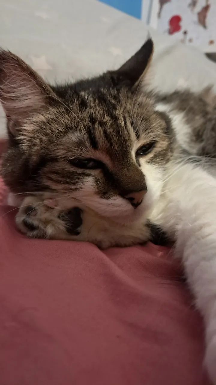 Gatinha Para Adoção  - Foto 4