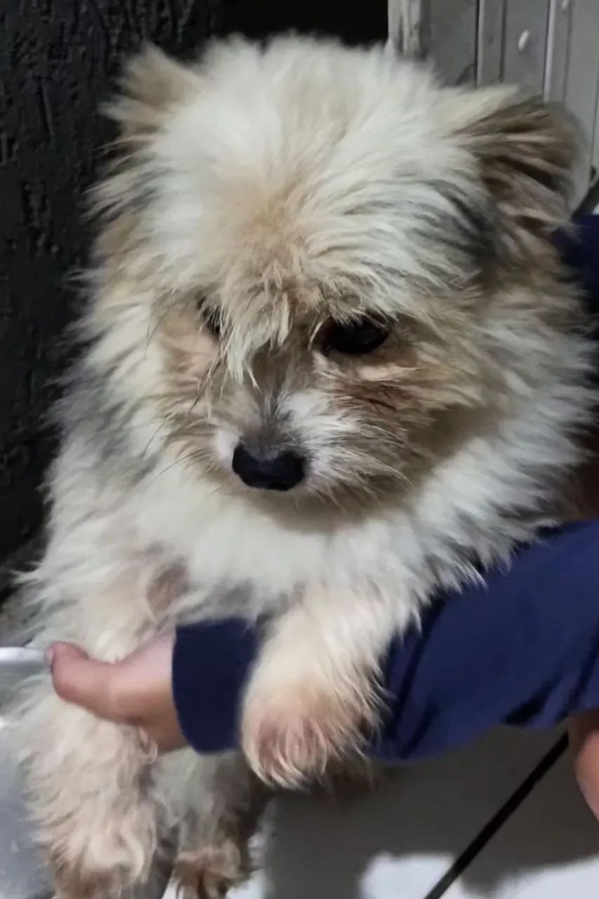 Adoção responsável biewer terrier (York branco) - Foto 5