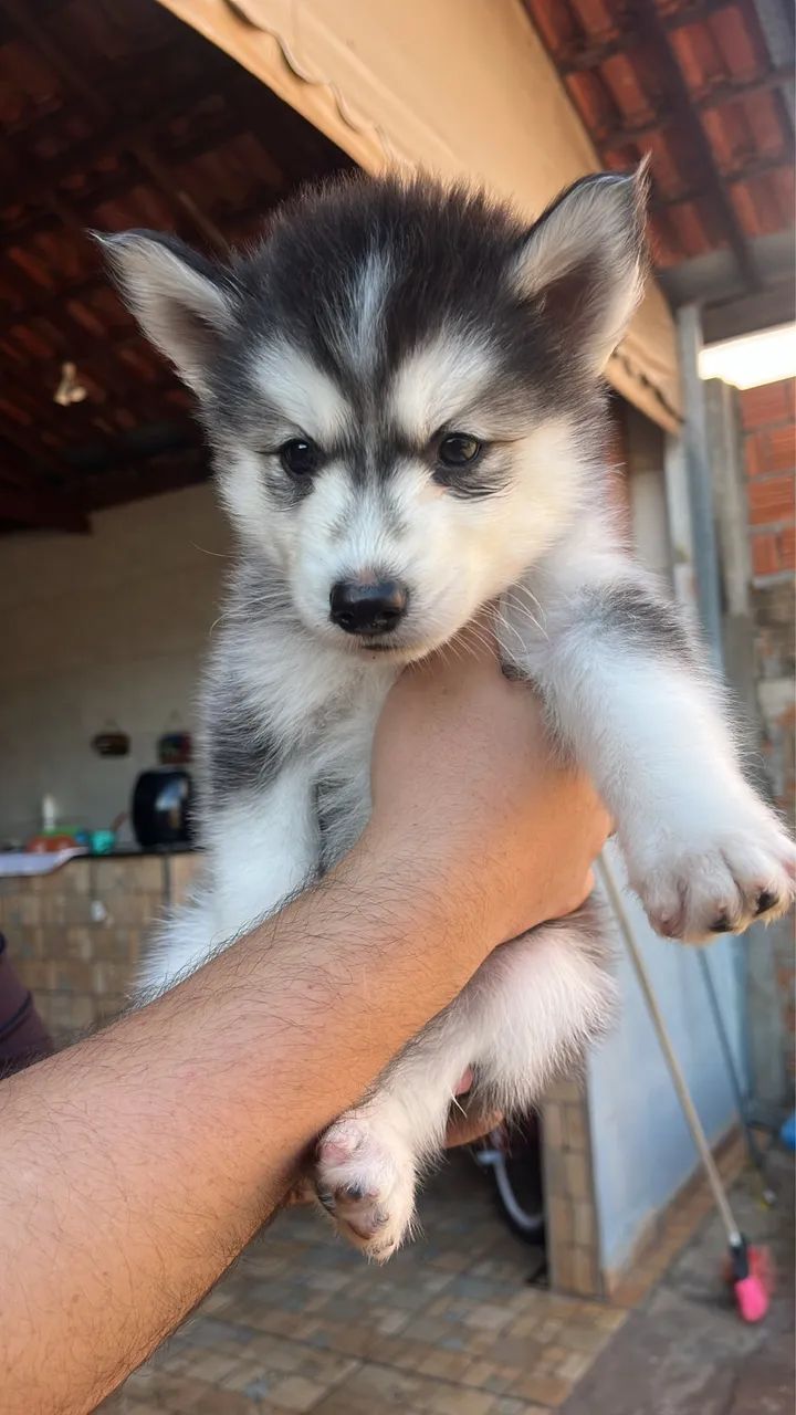 Filhotes machos de husky siberiano  - Foto 2